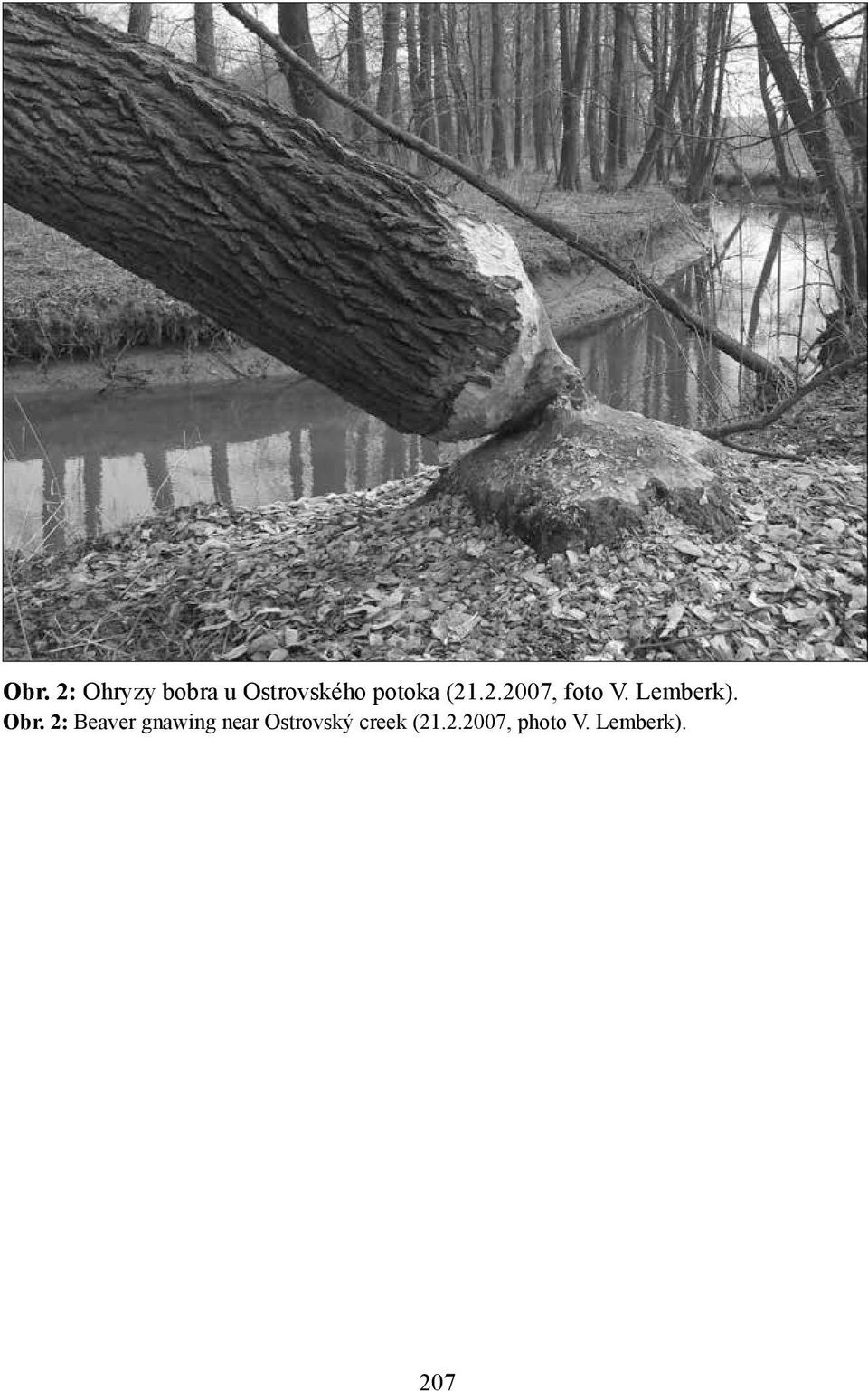Obr. 2: Beaver gnawing near Ostrovský