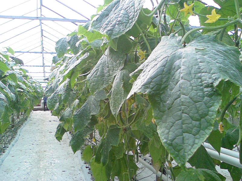 Vysušení mycelia padlí na okurkách