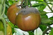 PLÍSEŇ ŠEDÁ (plodová zelenina) POUŽITÍ V ZELENINĚ MŠICE