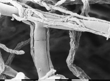 Rizocore Trichoderma