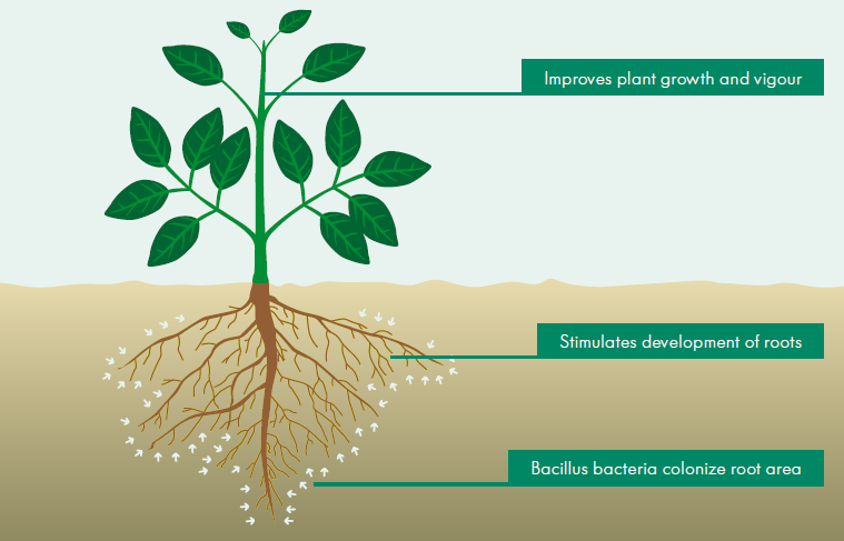 RhizoVital 42 Zajistí, že vaše rostliny budou silné a zdravé Zlepšuje růst a