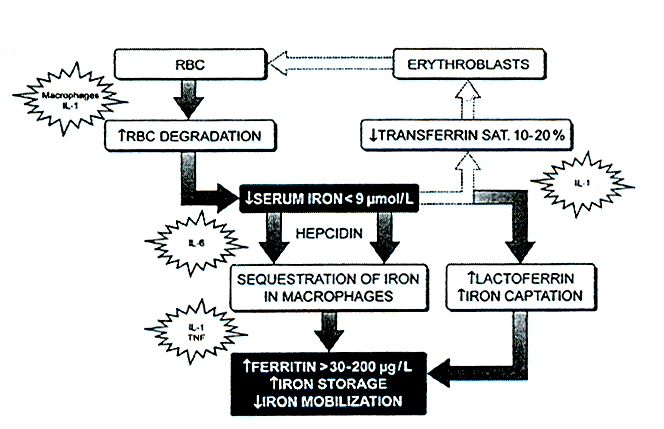 Metabolismus železa u kriticky nemocných Iron metabolism in critically ill patrients. Darveau, Crit Care 2004; 8: 356-362 Hepcidin, link between iron metabolism and immunity.