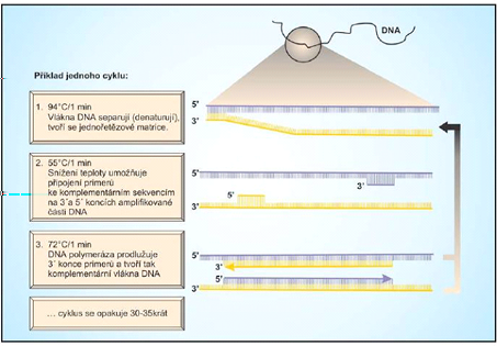 Obrázek 17: Polymerázová řetězová reakce během PCR se opakuje cyklus tří kroků: denaturace DNA, připojení primerů, syntéza nového řetězce vané délky (obr. 18).