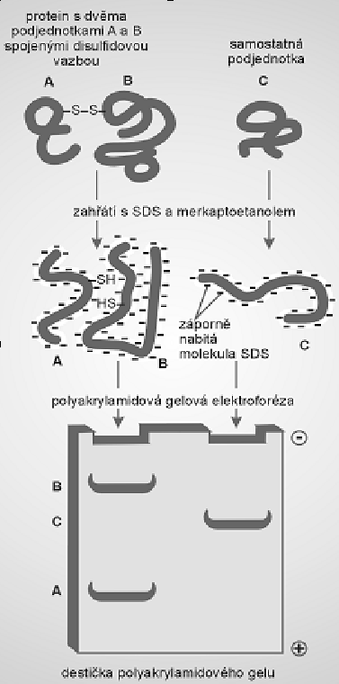 Obrázek 19: Westernový přenos princip SDS-PAGE Po dokončení elektroforézy lze proteiny zviditelnit nespecifickými barvivy (stříbro, coomassie briliantová modř), které obarví všechny proteiny daného