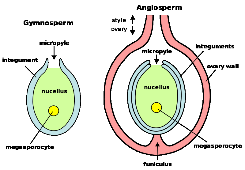 Megasporogeneze (syn.