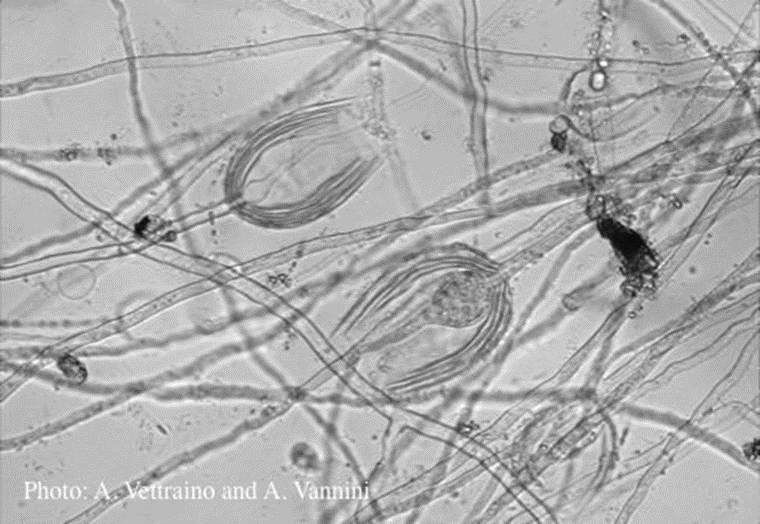 Vývoj choroby Pseudomonas syringae pv.