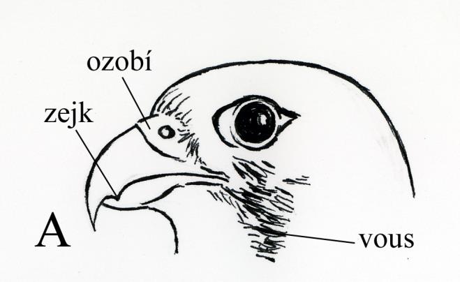 Sokoli (Falconiformes) Poštolka