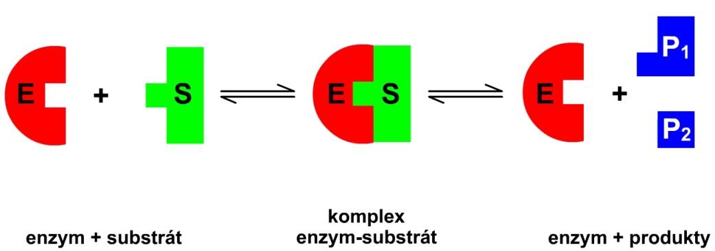 Chemické katalyzátory látky urychlující chemické reakce nemění přitom rovnováhy chemických reakcí snižují aktivační energii nemění se při reakci Biokatalyzátory - enzymy urychlují ustanovení