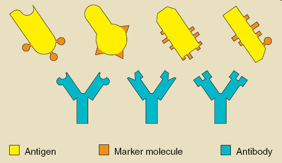 Antigen a Epitop ANTIGEN látka vzbuzující reakci imunitního systému Exoantigen,