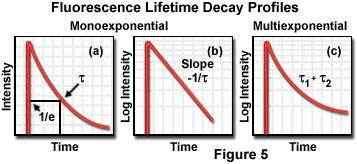 Fluorescence a fosforescence FLUORESCENCE luminiscence s krátkým