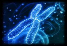 Cvičení 9,10,11: MOLEKULÁRNÍ BIOLOGIE Jméno: Skupina: Cíl: Seznámení se se základními metodami, využívanými k analýze DNA 1. izolace DNA 2. amplifikace DNA pomocí PCR 3.