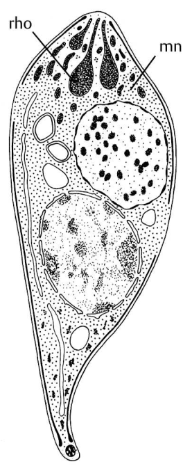 Chromalveolata Kmen: Sporozoa (Apicomplexa) Jednobuněční vyznačující se apikálním komplexem: polární kruh, rhoptrie, mikronemy a conoid, v životním cyklu se vyskytují sexuální procesy, všichni