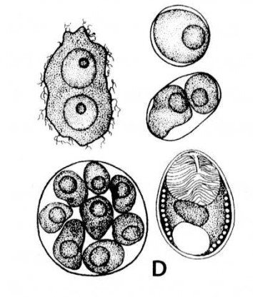 intestinalis, Enterocytozoon bieneusi, Nosema ocularum, N. corneum, Brachiola connori, B. vesicularum, B.