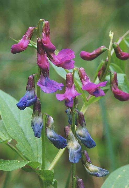 Lathyrus