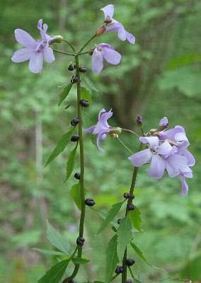 Dentaria