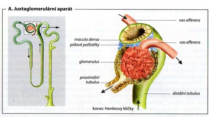 3.3.5 Juxtaglomerulární aparát Zvláštní strukturou se specializovanou funkcí je tzv. juxtaglomerulární aparát, který se skládá ze tří funkčně i morfologicky rozdílných typů buněk.