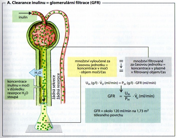 Obr.8. Clearance inulinu / 19/ 3.