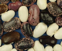 Fazuľa Fazuľa je prastará kultúrna rastlina. Pestovali ju americkí Indiáni. Po kukurici to bola najdôležitejšia plodina. Existuje mnoho druhov fazule.