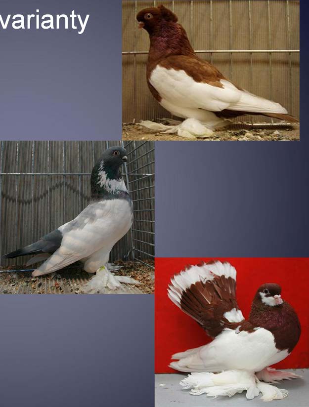 Kresba stračí a její varianty Převládá barevné opeření, kdy bílá jsou křídla, dolní hruď abřicho, příp. rousy (foto 1).