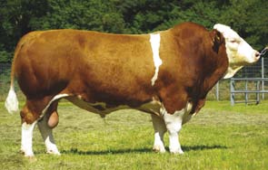 Rosskur PS DE 943024365 *19.04.2008 C95R Ralmesbach PS DE936319703 Ramhorn PS DE 915949901 Laura DE 939531433 Merkur DE 931196082 Prům.