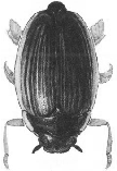 Gyrinidae, Haliplidae, Noteridae Přehled čeledí vodních brouků (dospělci) čeleď Gyrinidae vírníkovití U nás 11 druhů hladinových brouků, žijících převážně ve stojatých vodách.