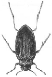 Gyrinidae, Haliplidae, Noteridae G2.2 Délka těla: 3,0-8,5 mm. U nás 9 druhů, vyskytujících se na hladině různých typů stojatých vod, vzácněji i v tekoucích vodách.