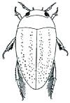 Gyrinidae, Haliplidae, Noteridae - Menší druh (3,5-4,2 mm), s celkově světlejším zbarvením (obr. N1.4). Prosternum bez kýlu, více či méně vypouklé (obr. N1.5).