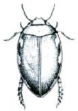 Dytiscidae čeleď Dytiscidae potápníkovití Druhově velmi početná čeleď brouků (u nás asi 130 druhů), jejichž larvy i dospělci žijí ve všech typech tekoucích i stojatých vod.