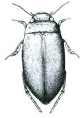 Dytiscidae 3. Přední okraj očí je za kořeny tykadel vykrojen (obr. D3.1). První 3 články předních chodidel u samců rozšířené, celkový tvar tohoto rozšíření je podlouhlý, většinou bez přísavek (obr.