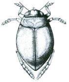 Dytiscidae D4.4 Přehled podčeledí potápníkovitých podčeleď Hydroporinae 1. Epipleury v ramenní části s ostře ohraničenou hranou (obr. Dh1.1)...2 Dh1.