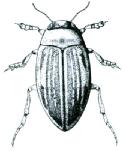 Dytiscidae - Zadní drápky stejně dlouhé. 5. článek předních a středních chodidel delší než 3. článek (obr. Dh2.3)...3 Dh2.3 3. Krovky v zadní části (při švu) jsou protaženy do výrazné špičky (obr.
