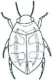 Dytiscidae Dh4.1 - Krovky bez výrazných podélných rýh; ty někdy vyvinuty po stranách štítu (obr. Dh4.2). Délka většiny druhů větší...7 Dh4.2 5. Krovky téměř po celé délce s podélnými žebry (obr. Dh5.