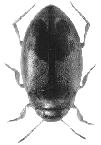 Dytiscidae Délka těla: 1,7-2,0 mm. U nás 6 velmi drobných druhů, vyskytujících se vzácně spíše v drobných stojatých vodách (např. B. grossepunctatus; obr. Dh6.2).