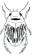 Dytiscidae 9. Krovky s uniformním, hlubokým tečkováním. Štít hnědý až černý, po stranách se žlutými či rezavými proužky (obr. Dh9.1). Menší velikost (délka těla: 2,1-2,7 mm)...graptodytes Dh9.