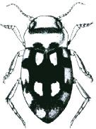 Dytiscidae Dh11.1 Dh11.2 - Zbarvení dorsální strany s výraznou tmavou kresbou na žlutém podkladu. Tečkování krovek jednoduché, s hustými jemnými tečkami (obr. Dh11.3).......12 Dh11.3 12.