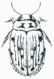 Dytiscidae Dh12.3 Dh12.4 Dh12.5 13. Zadní okraj metacoxálních výběžků uprostřed s výřezem; střední ventrální kýl nedosahuje až k zadnímu okraji metacoxálních výběžků (obr. Dh13.1).....14 Dh13.