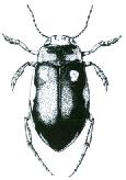 Dytiscidae - Štít rezavý s bazálním hnědým páskem; v barvě krovek převládá rezavá, s méně nápadnou žlutou kresbou (obr. Dh 14.2). Krovky hustě jemně ochlupené......porhydrus Dh14.