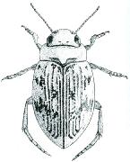 Dytiscidae rod Deronectes a) Štít po stranách s nápadnými podélnými vtisky (obr. c.1). Povrch těla černý až černohnědý, matný. Krovky poměrně krátké, široké. Tvar penisu: obr. c.2...d. platynotus c.