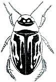 Dytiscidae podčeleď Colymbetinae 1. Krovky s velkým množstvím paralelních příčných rýžek (obr. Dc1.1). Větší velikost: 14,0-19,0 mm..........colymbetes (potápěč) Dc1.1 Dc1.