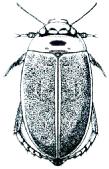 Dytiscidae - Epipleury se náhle prudce zužují, splývají s krovkami na úrovni druhého zadečkového článku (obr.dc3.3).........agabus (potočník) Dc3.3 Dc3.4 Délka těla: 6,0-11,5 mm.