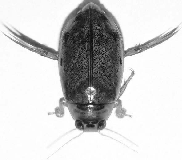 Dytiscidae podčeleď Dytiscinae 1. Zadní okraj 1.-4. chodidlového článku zadní nohy po celé šířce se zlatožlutými štětinami (obr. Dd1.1). Menší druhy, pod 20,0 mm........2 Dd1.1 - Zadní okraj 1.-4. chodidlového článku zadní nohy bez štětin (obr.