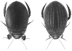 Dytiscidae Dd3.1 Dd3.2 Délka těla: 10,0-15,0 mm. U nás 4 druhy, vyskytující se převážně v zarostlých mokřadech a stojatých vodách, např. H. seminiger, H. transversalis (obr. Dd3.2) - Přední okraj metasternálního křidélka prohnutý směrem dozadu; metasternální křidélko se apikálně mírně rozšiřuje (obr.