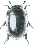 Hydrophilidae - Kromě 1 páru podélných rýh v blízkosti švu (obr. Hs1.2) jsou krovky bez výrazných rýh nebo řad teček...coelostoma (kruhohřbetník) Hs1.2 Hs1.3 Délka těla: 3,5-4,5 mm.