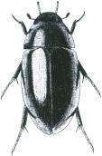 Hydrophilidae 7. Na krovkách kromě 1 páru podélných rýh v blízkosti švu nejsou rýhy nebo řady teček (obr. Hh7.1), jejich celý povrch je nepravidelně tečkován. Barva krovek hnědá až černohnědá.