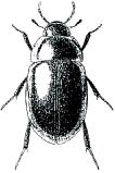 Hydrophilidae pronotum elytron Hh8.3 Hh8.4 Délka těla: 6,0-9,0 mm. U nás jediný druh, H. fuscipes (obr. Hh8.4), který se hojně vyskytuje ve všech typech stojatých vod. 9.