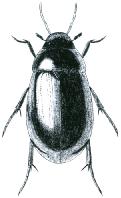 Hydrophilidae Hh10.1 Délka těla: 4,0-6,5 mm. U nás 2 druhy, vyskytující se především v drobných zaroslých stojatých vodách. Běžným druhem je H. obscurus (obr. Hh10.1).