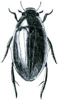 2 U nás dva druhy, vázané na zachovalé stojaté vody s bohatě rozvinutou vodní vegetací. rod Anacaena 1. Mesosternum ploché, bez ostrého zubu v jeho středu. Tělo je krátké a široké, vysoce klenuté...a. globulus Délka těla: 2,5-3,6 mm.