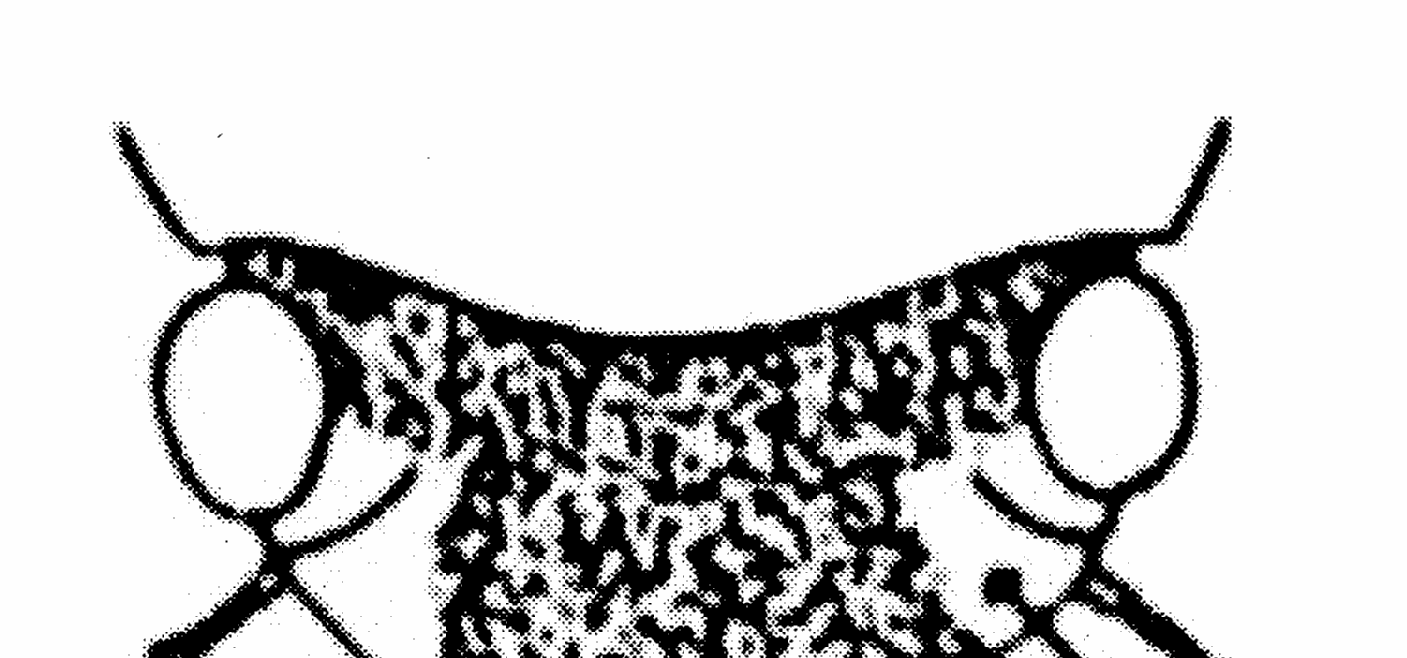 Hydrophilidae - Velké druhy (délka těla: 32,0-50,0 mm). Trnovitý výběžek metasterna delší, přesahující výrazně zadní kyčle.