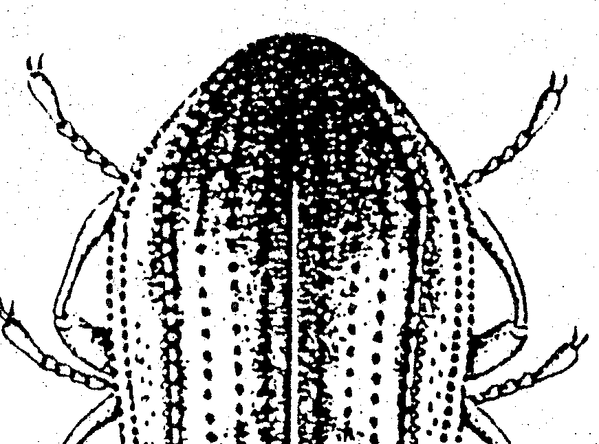 Elmidae - Štít bez rýhy, která by vedla jeho středem. Tělo není výrazně protažené...4 4. Na štítu je přibližně ve čtvrtině jeho šířky vytvořen podélný kýl (obr. E5.1, E6.1, E7.1, E7.4).