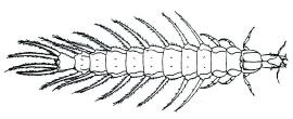 Larvy: Klíč čeledí Klíč čeledí larev vodních brouků 1. Larva nemá vyvinuté končetiny...curculionidae Larvy minují ve vodních rostlinách ve stojatých vodách. - Končetiny vyvinuté...2 2.